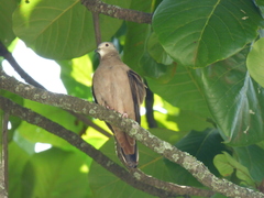 Columbina talpacoti