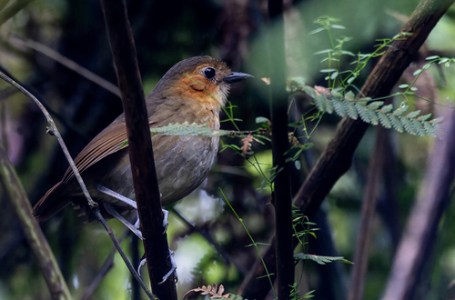 Rufous-faced Antpitta (Grallaria erythrotis), photo 3