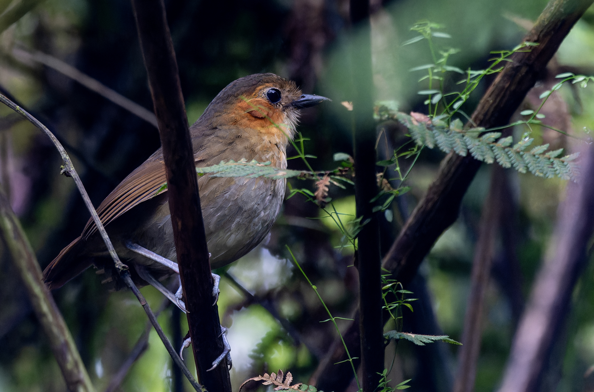 Rufous-faced Antpitta (Grallaria erythrotis), photo 1