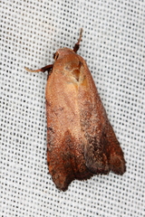 Tortricopsis semijunctella