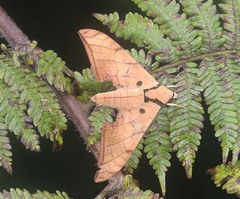 Ambulyx clavata