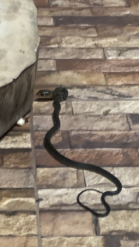Indo-Chinese Rat Snake