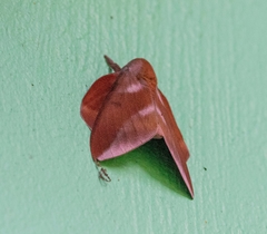 Othorene purpurascens