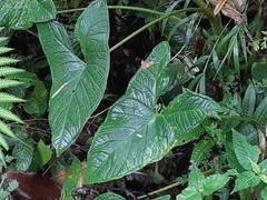 Xanthosoma crassinervium