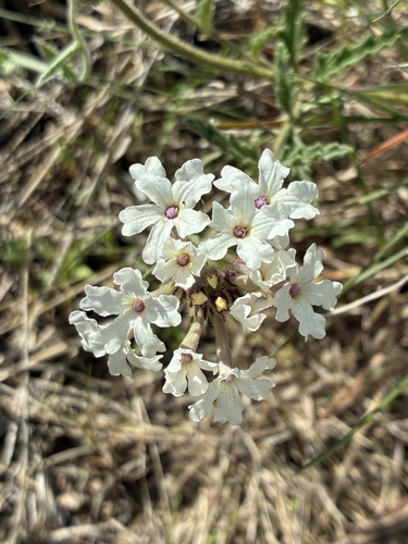 Glandularia platensis