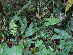 Xanthosoma crassinervium