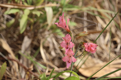 Alstroemeria ligtu ligtu
