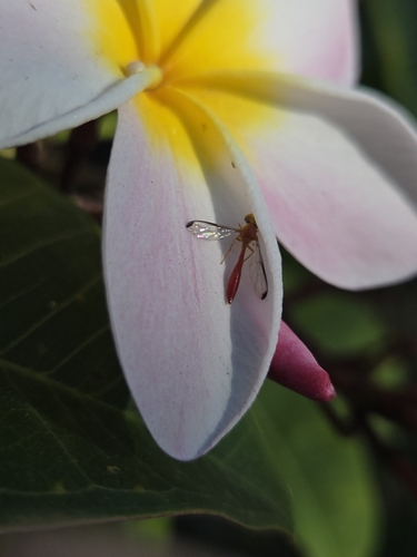 Unknown species found near Bayshore Beautiful, Tampa, FL, USA