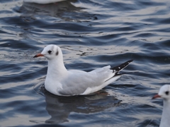 Chroicocephalus ridibundus