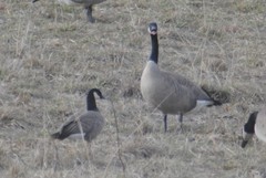 Branta canadensis moffitti