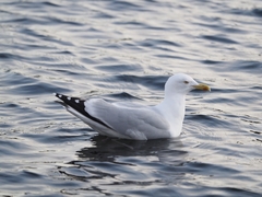 Larus argentatus