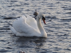 Cygnus olor