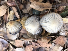 Coprinellus impatiens