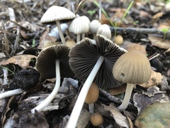 Coprinellus impatiens