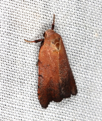 Tortricopsis semijunctella