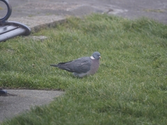 Columba palumbus