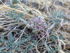 Cymopterus