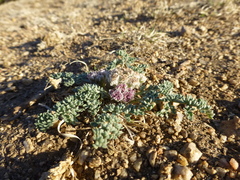 Cymopterus