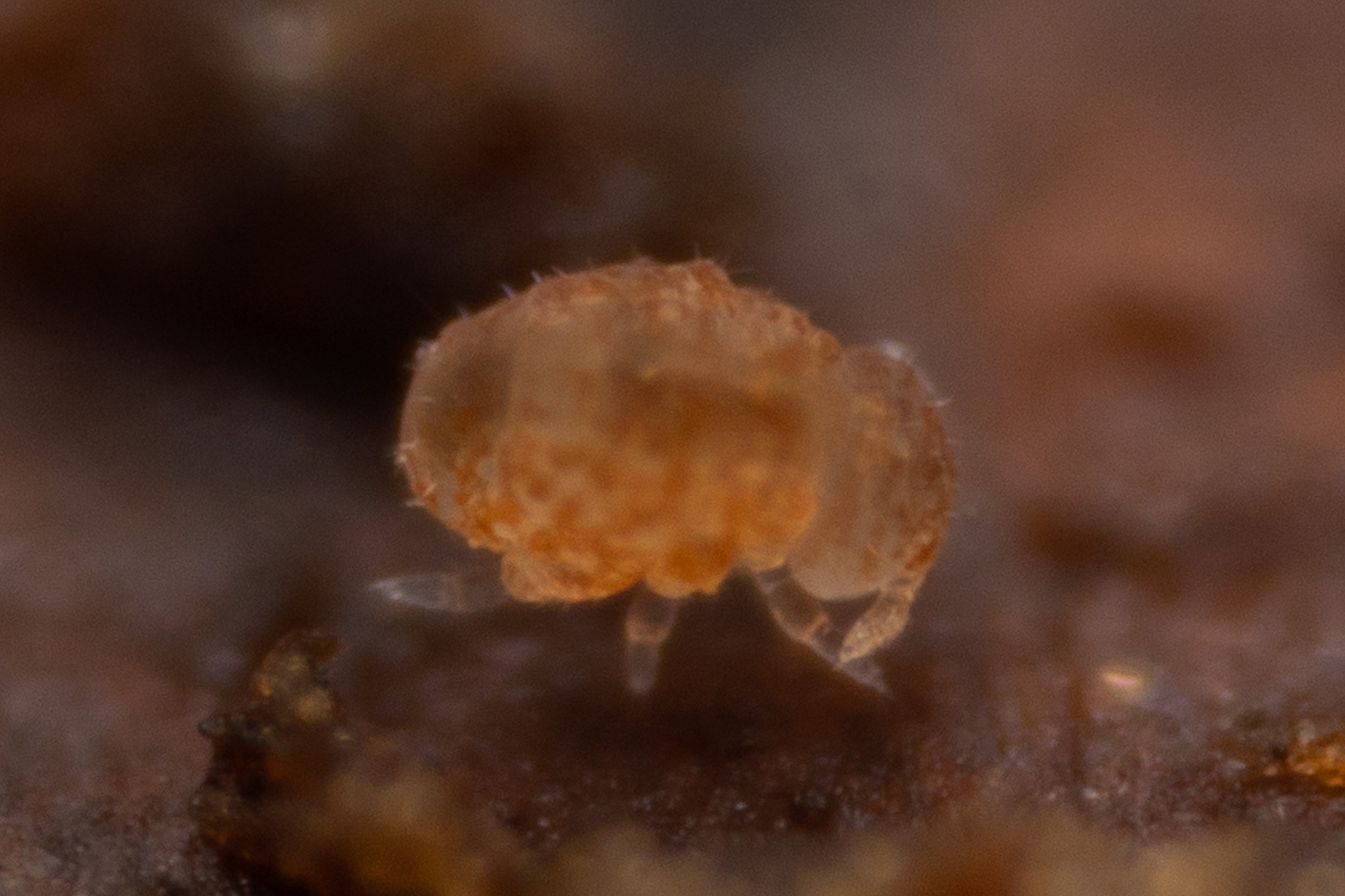 Megalothorax minimus V.Willem, 1900