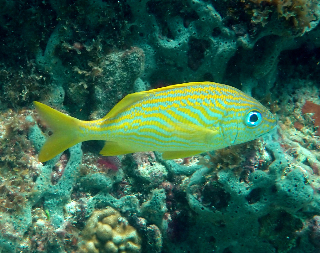 French grunt (Haemulon flavolineatum) — Haemulidae
