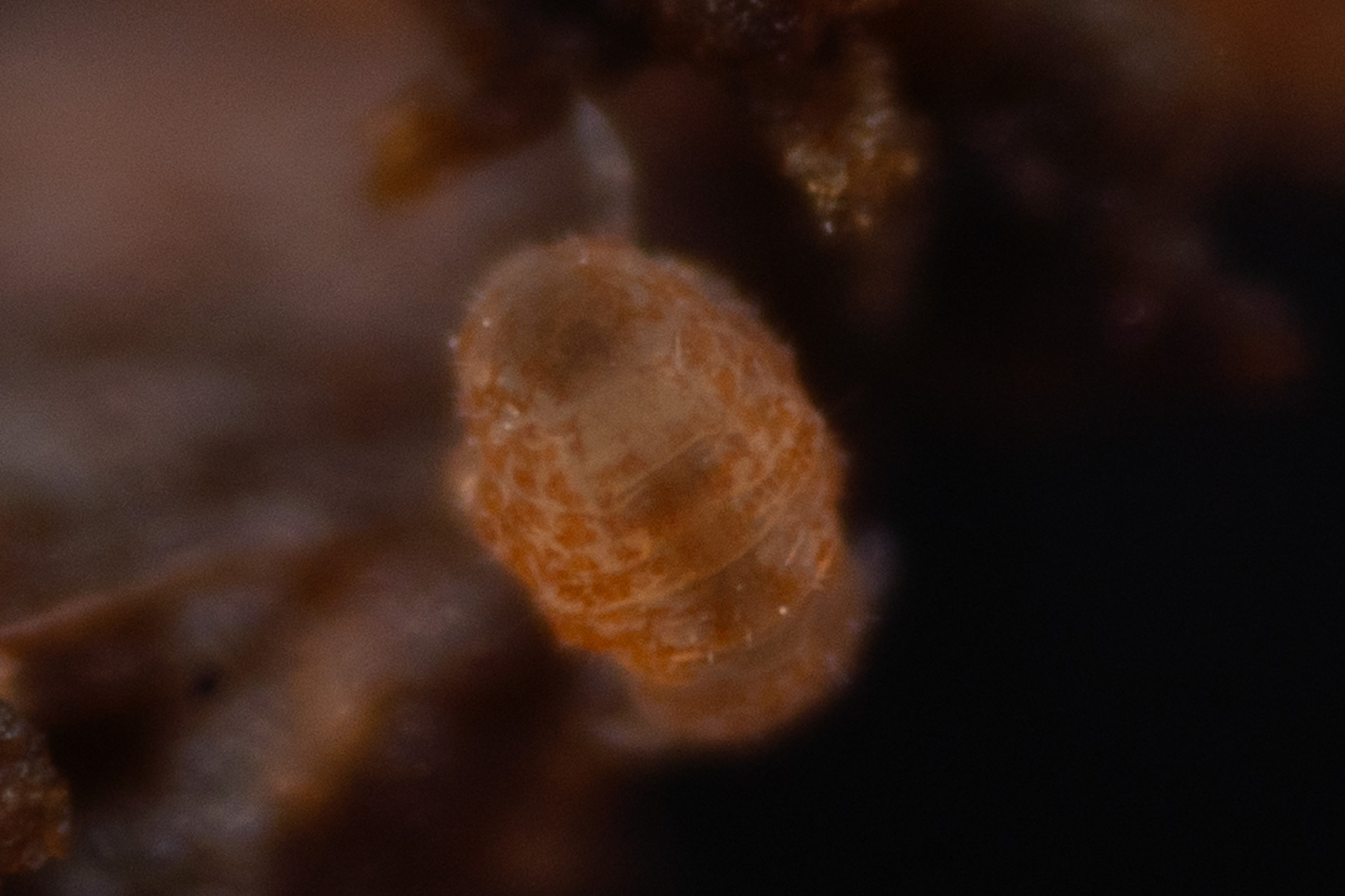 Megalothorax minimus V.Willem, 1900