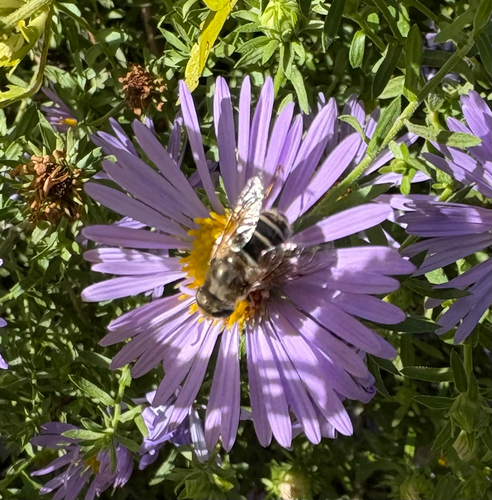 Unknown species found near Bronx County, US-NY, US
