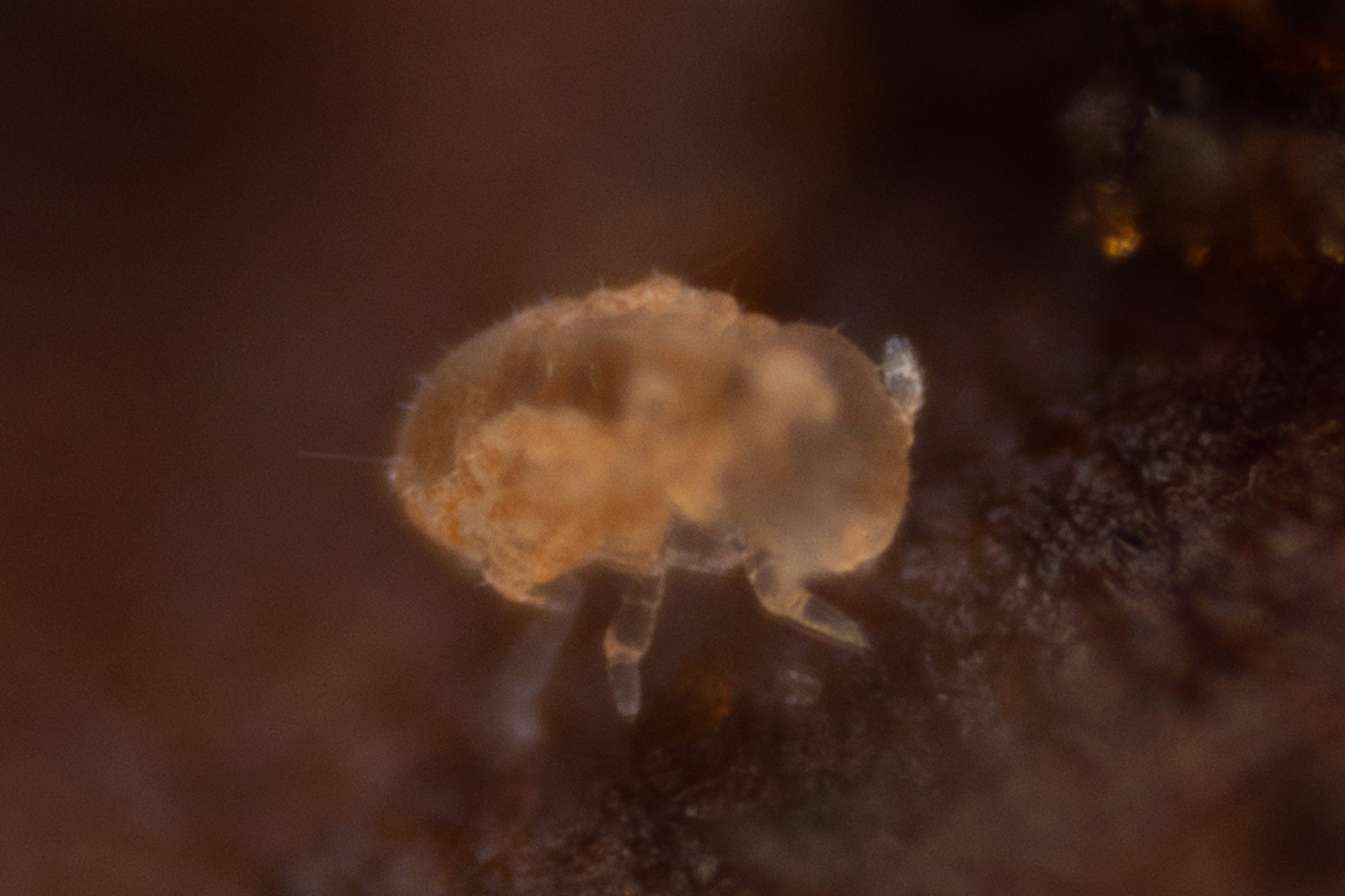 Megalothorax minimus V.Willem, 1900