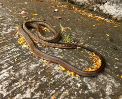 Alsophis rufiventris
