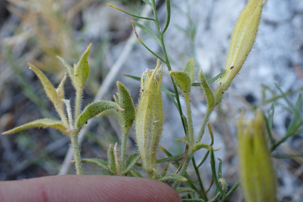 Silene parishii; photograph author not stated, no rights reserved