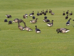 Branta bernicla