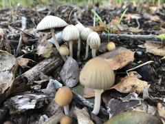 Coprinellus impatiens