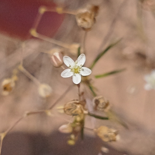 Pharnaceum fluviale (Pharnaceum fluviale)
