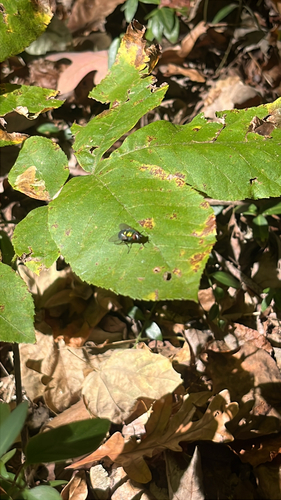 Unknown species found near S Boundary St, Chapel Hill, NC, US