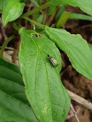 Diabrotica decempunctata