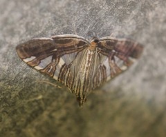 Glyphodes stolalis