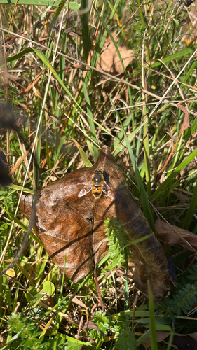 Unknown species found near Maple Ave, Katonah, NY, US