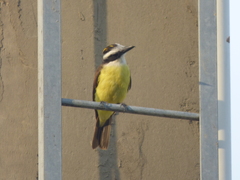 Pitangus sulphuratus