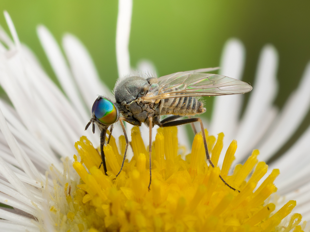 Phthiriinae