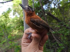 Picumnus cinnamomeus