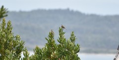 Gliciphila melanops
