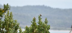 Gliciphila melanops