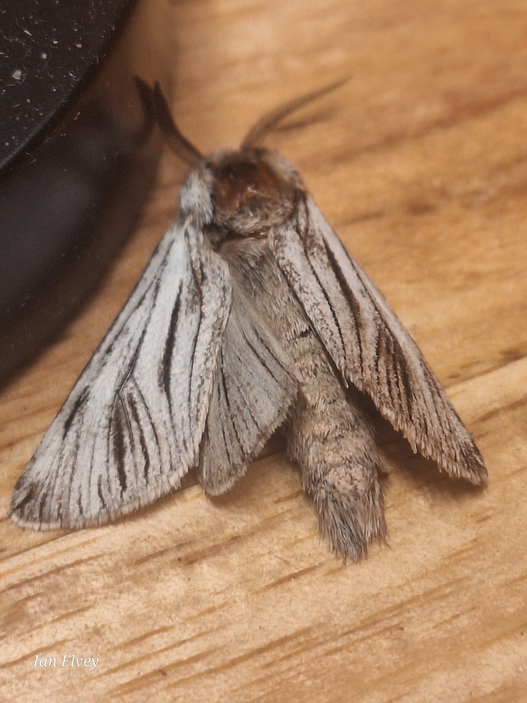 Arctiocossus