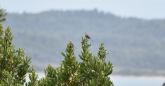 Gliciphila melanops