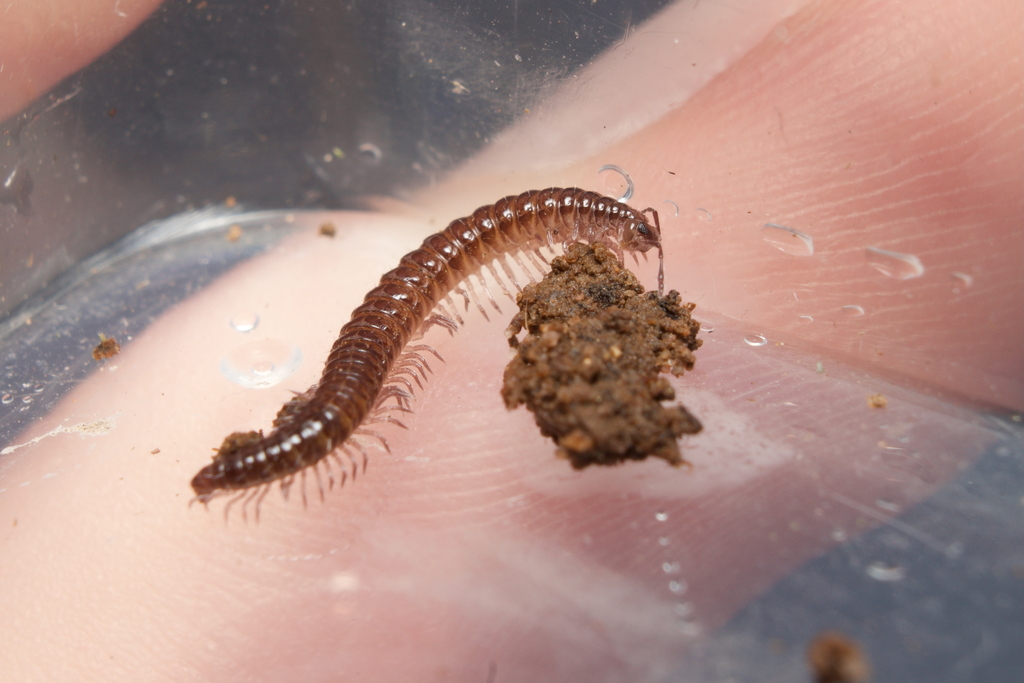 Turdulisoma turdulorum