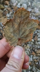 Acer opalus