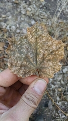 Acer opalus