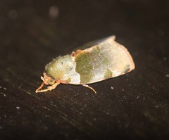 Lasiolopha saturata