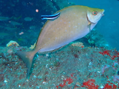 African whitespotted rabbitfish (Siganus sutor) — Siganidae — 4