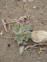 Sphaeralcea mendocina