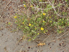 Grindelia pulchella